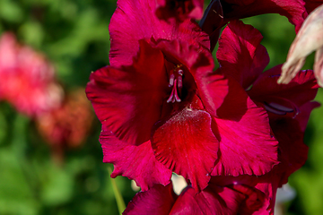 Image showing Background of dark red gladiolus in garden.