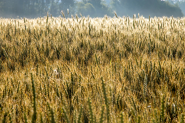 Image showing Background of wheat field in summer day.