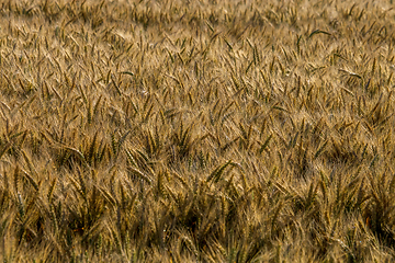 Image showing Background of wheat field in summer day.