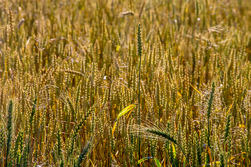 Image showing Background of wheat field in summer day.