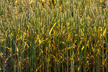 Image showing Background of wheat field in summer day.