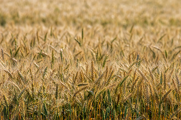 Image showing Background of wheat field in summer day.