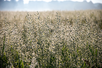 Image showing Background of cereal field in summer day.