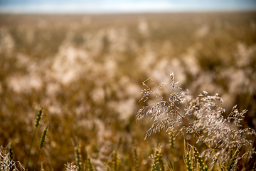 Image showing Background of cereal field in summer day.