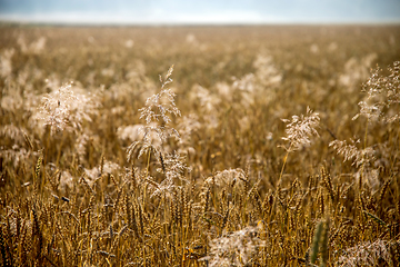 Image showing Background of cereal field in summer day.