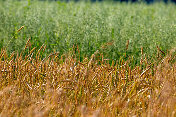 Image showing Background of cereal field in summer day.