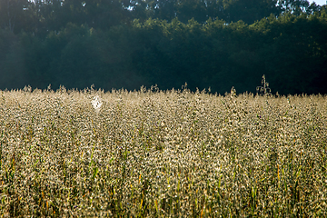 Image showing Background of cereal field in summer day.