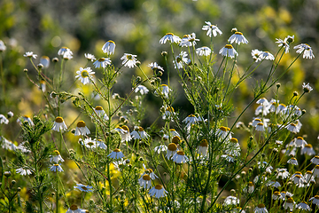 Image showing Daisies as background in summer day.