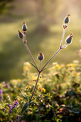 Image showing Wild rural flowers on green field.