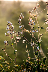 Image showing Wild rural flowers on green field.