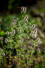 Image showing Wild rural flowers on green field.