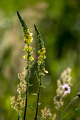 Image showing Wild rural flowers on green field.