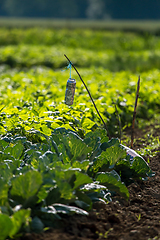 Image showing Beer can on the cabbage field.