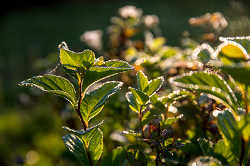 Image showing Wild plants growing on forest.