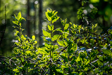 Image showing Wild plants growing on forest.