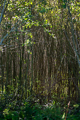 Image showing Brushwood and wild plants growing on forest.