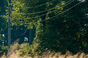 Image showing Power line in forest on sunny day.