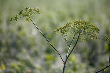 Image showing Wild plants growing on green field.