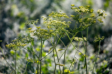 Image showing Wild plants growing on green field.