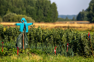 Image showing Scarecrow in the vegetable garden 