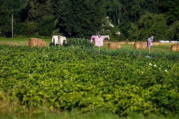 Image showing Scarecrows in the vegetable garden 