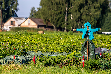 Image showing Scarecrow in the vegetable garden 