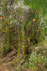 Image showing Wild flowers growing at the roadside