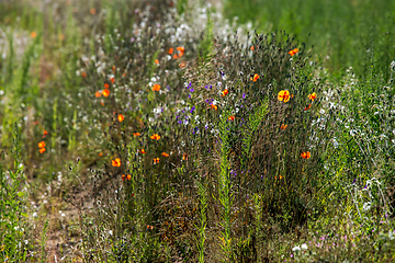 Image showing Wild flowers growing at the roadside