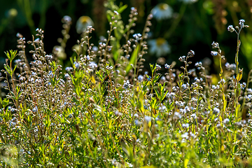 Image showing Light blue rural flowers on green field.