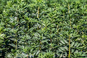 Image showing Background of broad bean plants in the garden.