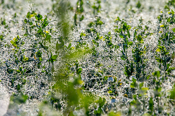 Image showing Dew drops on green plants in field.  