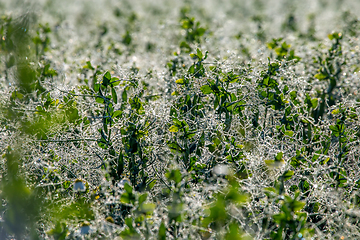 Image showing Dew drops on green plants in field.  