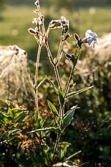 Image showing Wild rural flowers on green field.