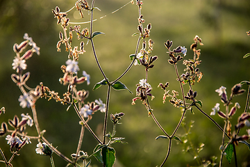 Image showing Wild rural flowers on green field.