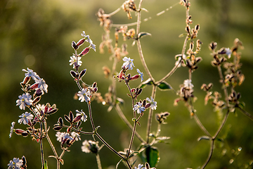 Image showing Wild rural flowers on green field.