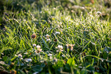 Image showing Dew drops in meadow with clover.