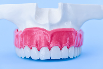 Image showing Upper human jaw with teeth and gums anatomy model