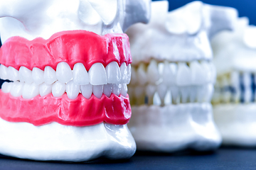 Image showing Human jaws with teeth and gums anatomy models