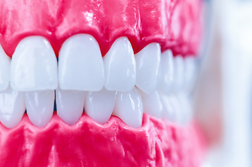 Image showing Human jaw with teeth and gums anatomy model