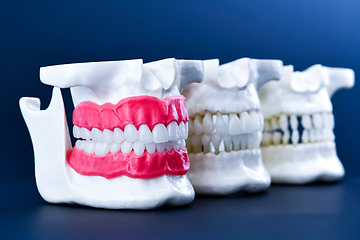 Image showing Human jaws with teeth and gums anatomy models