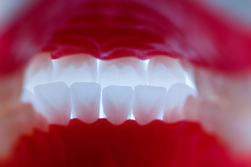 Image showing inside view of human jaw with teeth and gums anatomy model