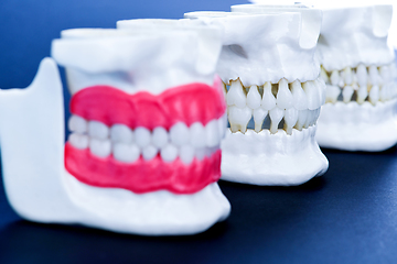 Image showing Human jaws with teeth and gums anatomy models