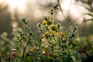 Image showing Yellow rural flowers on green field.