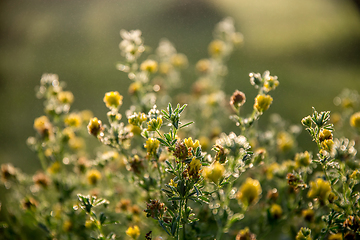 Image showing Yellow rural flowers on green field.