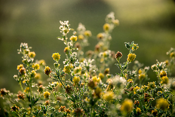 Image showing Yellow rural flowers on green field.