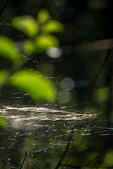 Image showing Dew drops on spider web in forest.