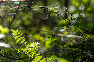 Image showing Dew drops on spider web in forest.