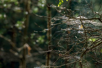 Image showing Dew drops on spider web in forest.