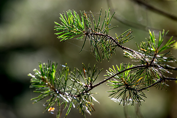 Image showing Spider web on the pine tree branch. 