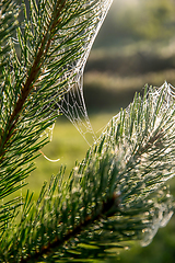 Image showing Spider web on the pine tree branch. 